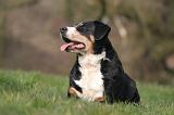 BOUVIER D'APPENZELL 088